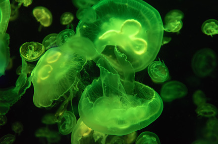 Jellyfish moving through water stock photo containing jellyfish and animal, an Animal Photo by Byrdyak