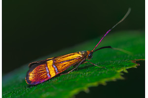 Detailed closeup on a European, an Animal Photo by Lukas Jonaitis SHOP