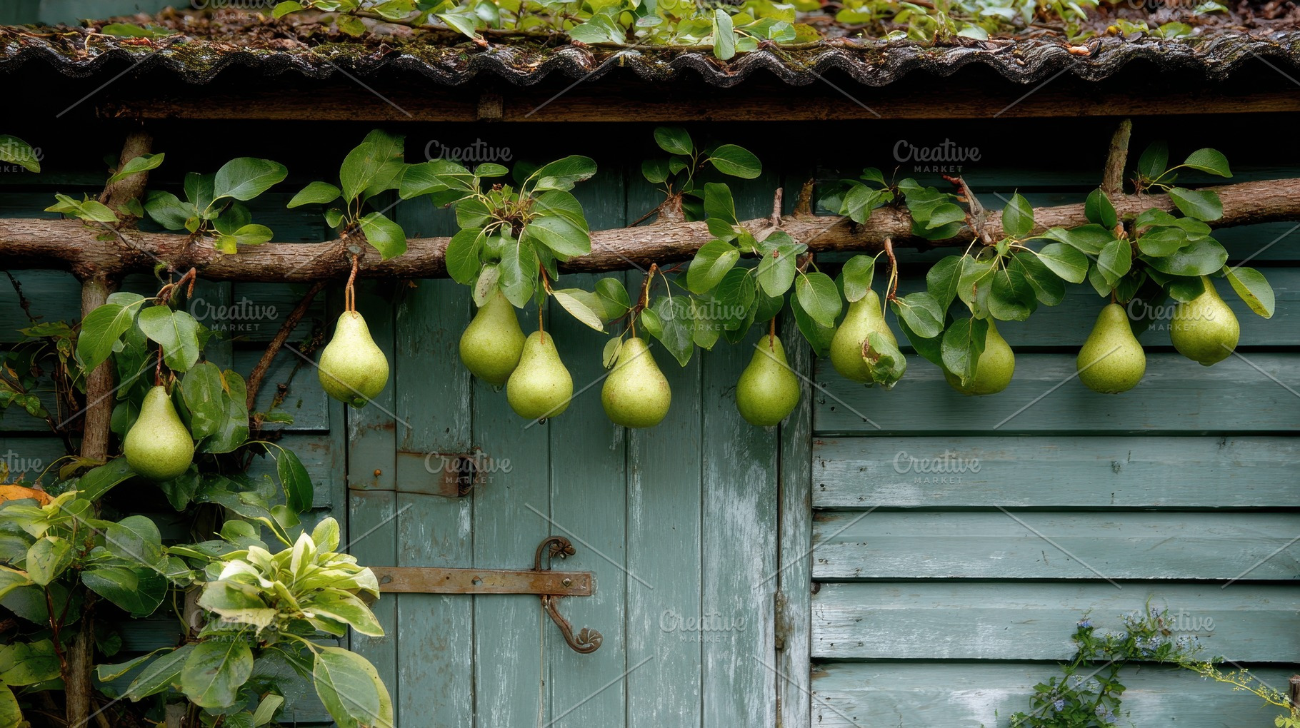 Pears grow on a wooden trellis, a Photo by Pavel_design