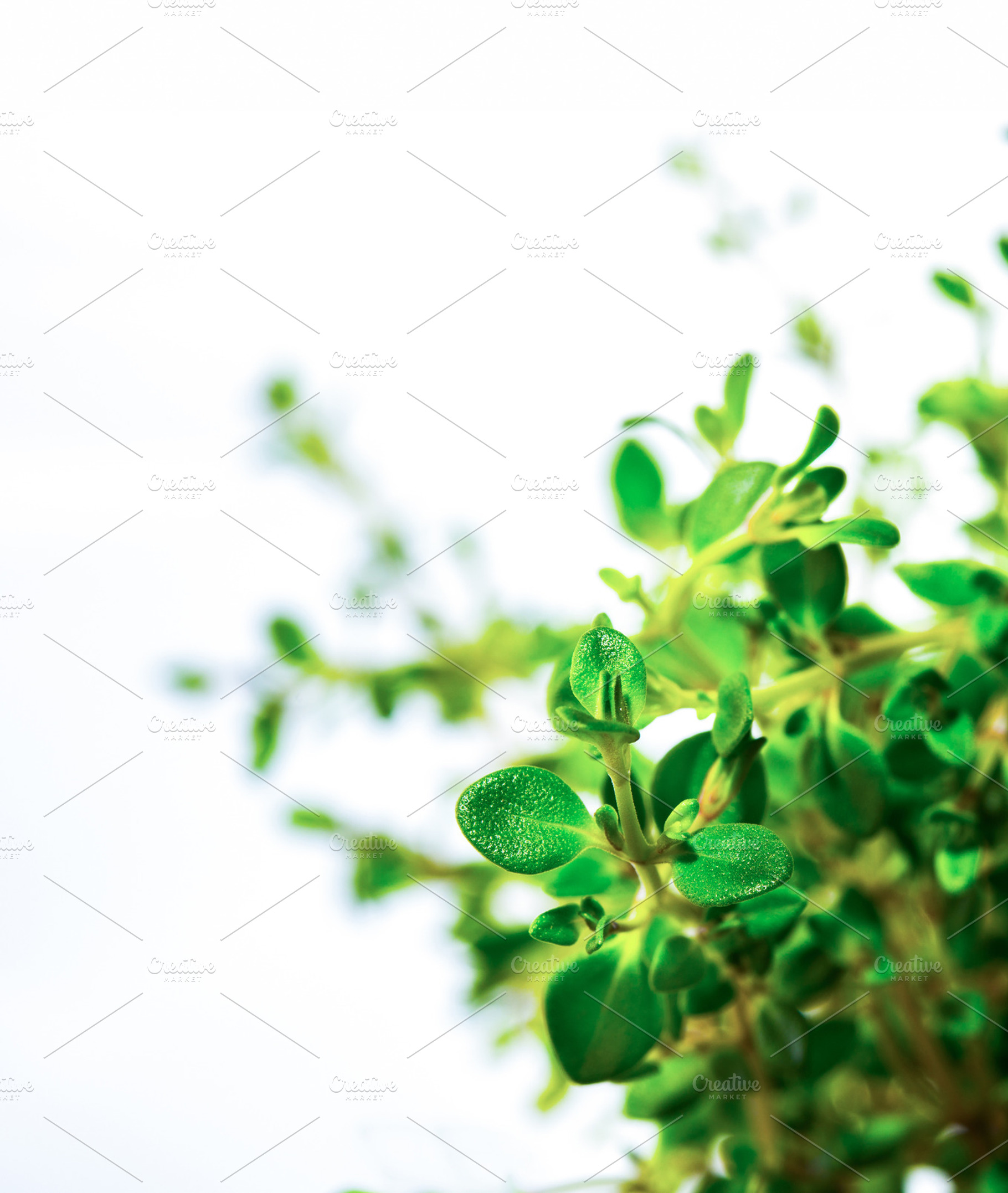 Thymus citriodorus fresh on a white stock photo containing thyme and food, a Food & Drink Photo by OXYMORON 