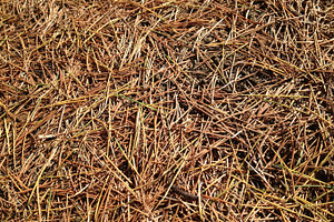 Fallen Pine Needles - Texture