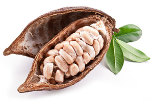 Young Cocoa pod isolated on a white, a Food & Drink Photo by Volff