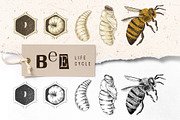 Hand drawn life cycle of a honey bee, an Animal Illustration by handsketched (Thumbnail 1 of 7)