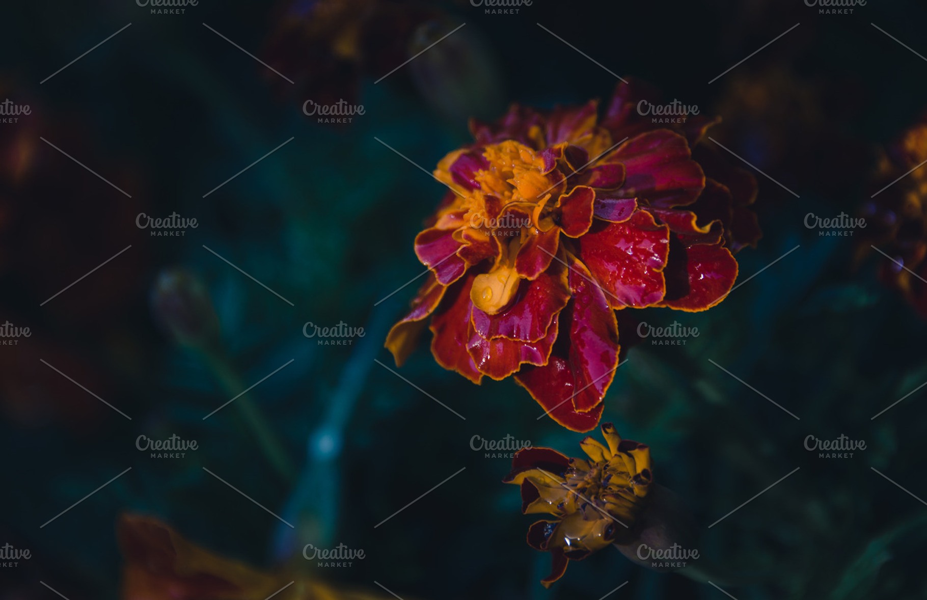 Marigold flowers in the garden featuring flower, orange, and marigold, a Nature Photo by HrastovaSiska