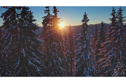 Sunset illuminating snowy pine