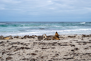 Sea lions resting on sandy beach at Seal Bay, Kangaroo Island, A, an Animal Photo by GoodGoods