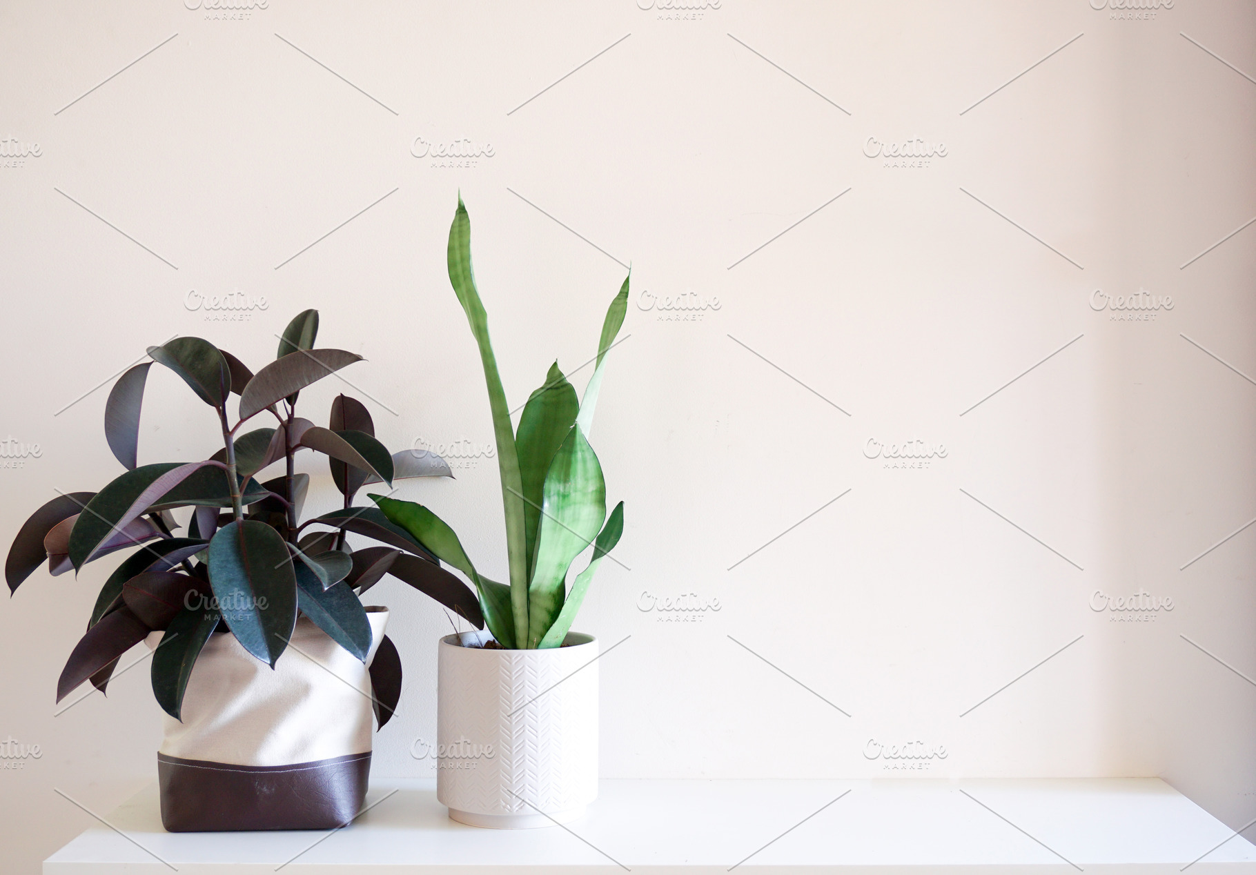 Rubber plant snake plant containing plant, indoor plant, and snake plant, a Nature Photo by Merinda Designs