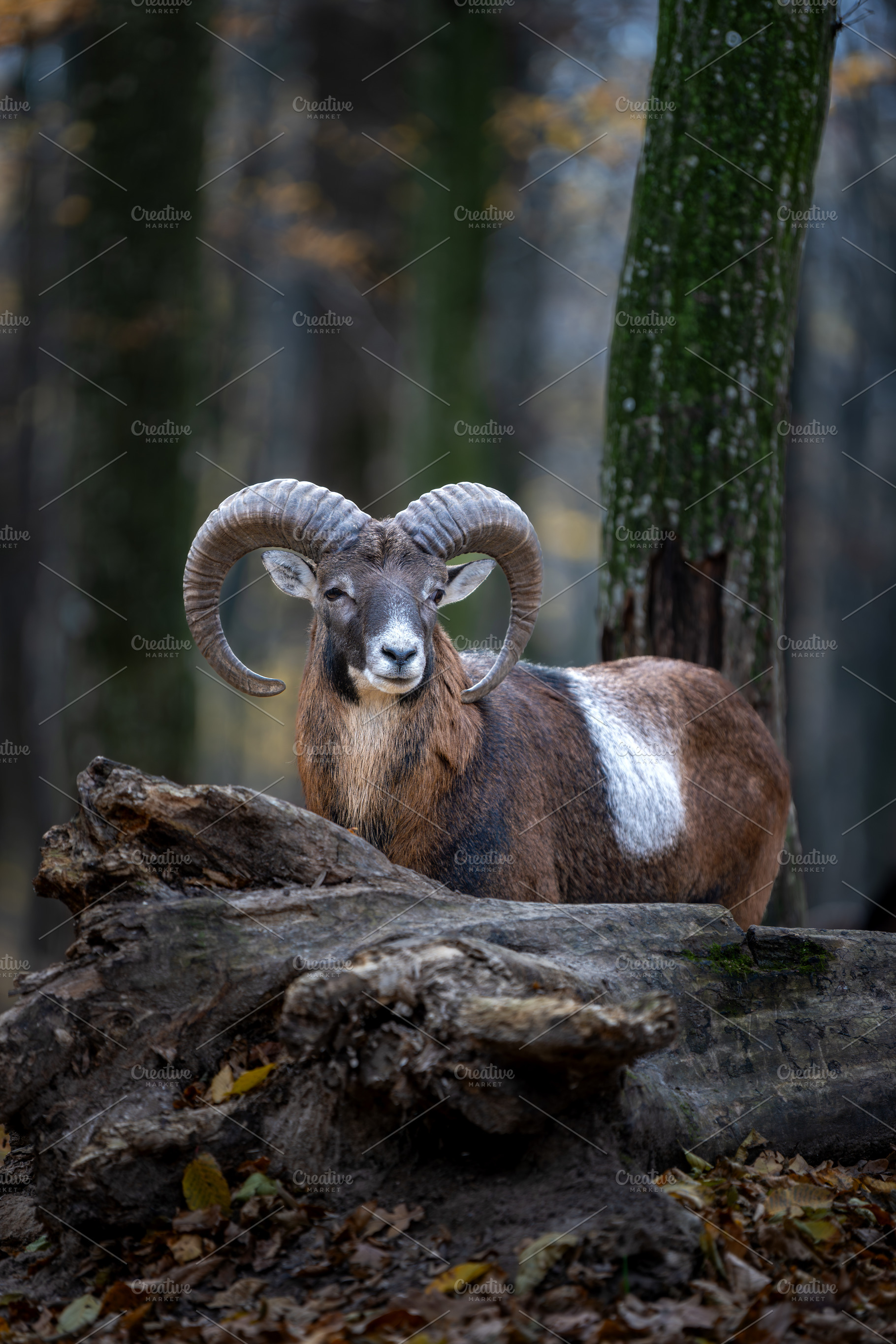 Majestic ram standing proudly beside a fallen log in a serene forest during aut, an Animal Photo by Byrdyak