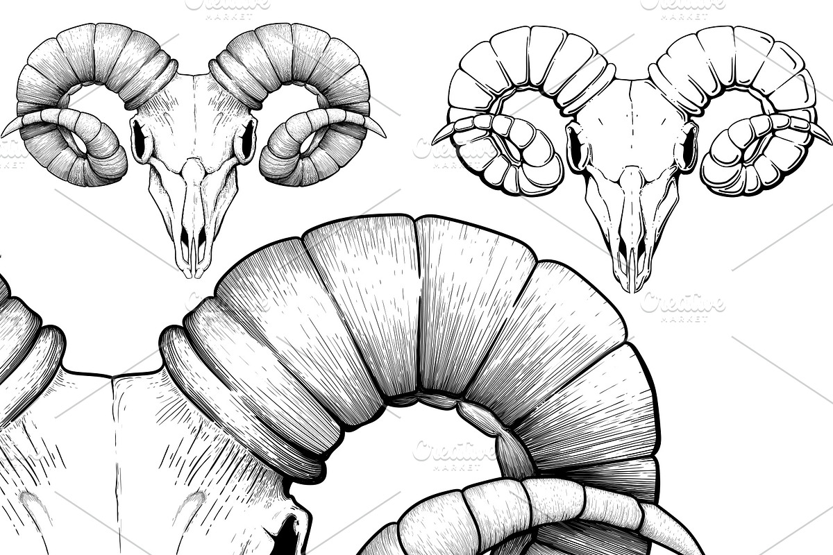 black ram skull, an Animal Illustration by Sharpner