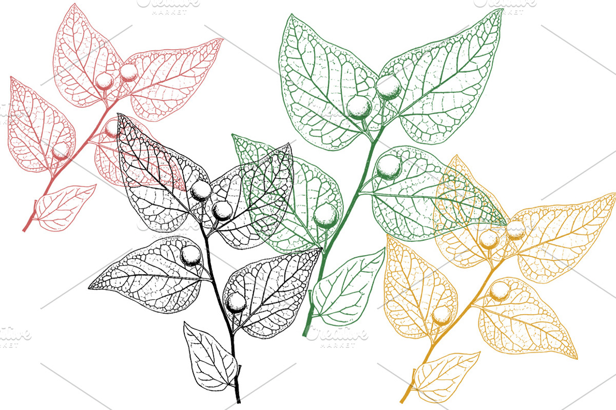 88 Skeleton Leaves PNG, an Object Graphic by Alexandra Fulger (Photo 3 of 6)