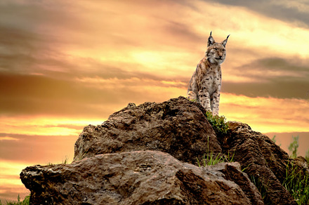 boreal lynx perched on top of a rock, an Animal Photo by Perpis