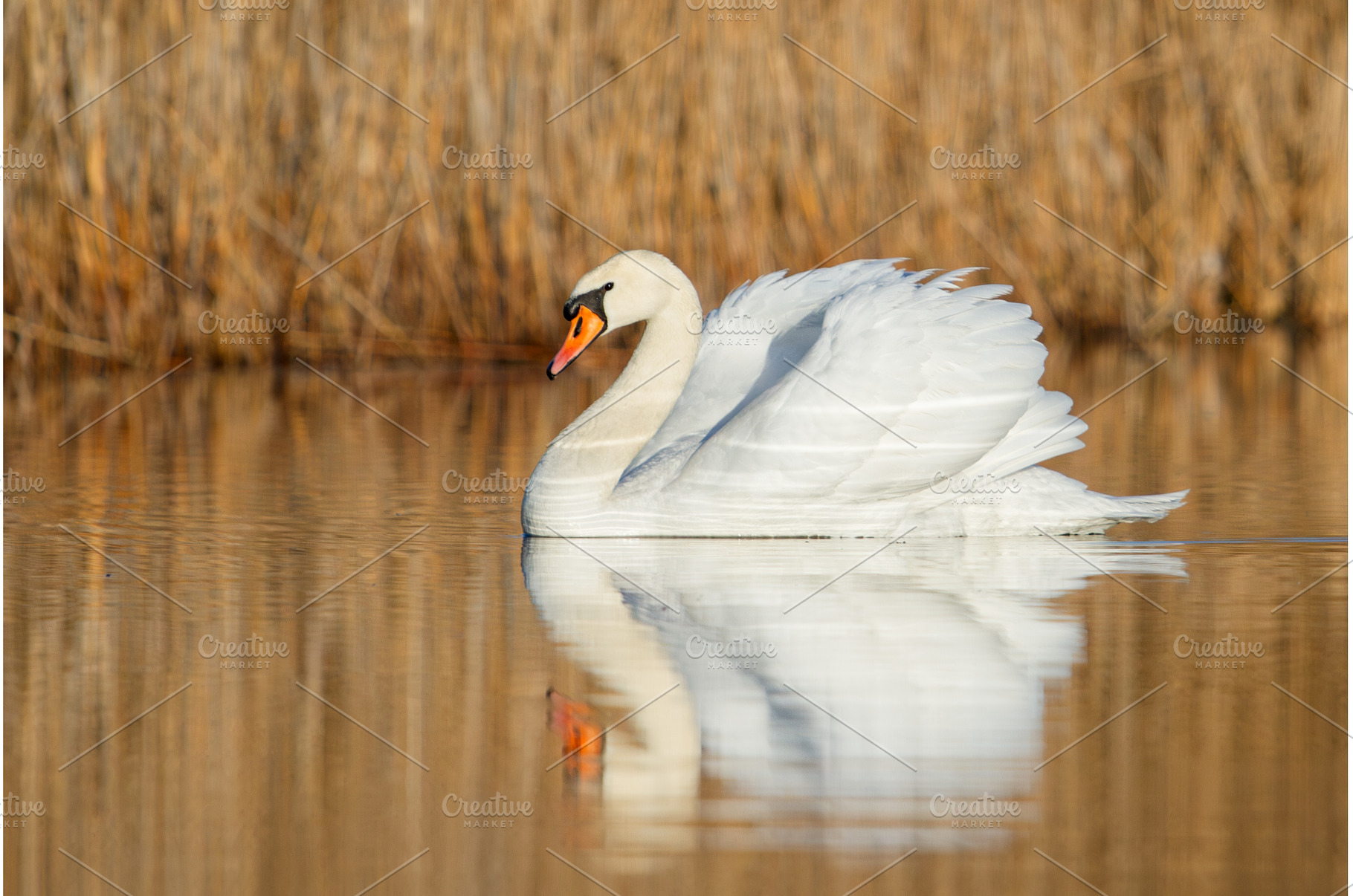 Swan Swimming on Calm Lake with, an Animal Photo by Pakosta