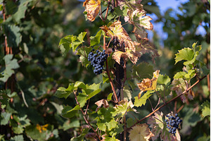 Vineyard with Ripe Blue Grapes on, a Nature Photo by Lermont51