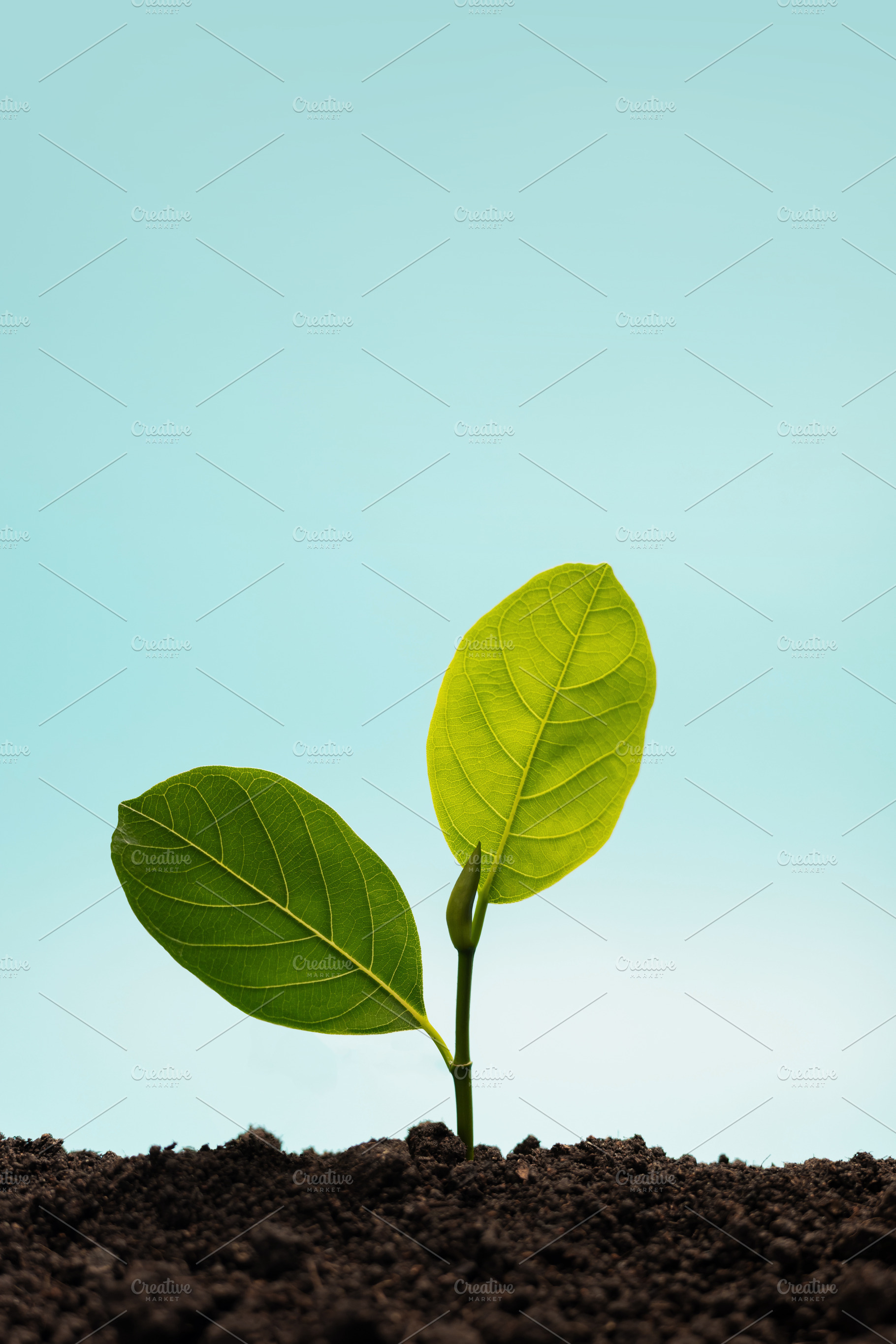 Young green plant growing from soil under blue sky representing, a Photo by salmon.black