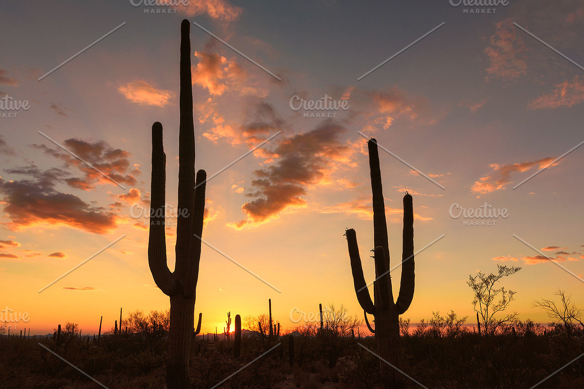 Sunset at Saguaros, a Nature Photo by Lucky Photographer (Photo 1 of 2)