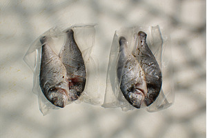 Raw dorado fish are placed on, a Food & Drink Photo by darksoul72
