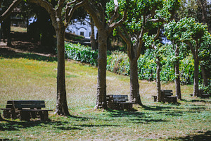 Wooden benches under park trees, a Sports & Recreation Photo by SkyNext