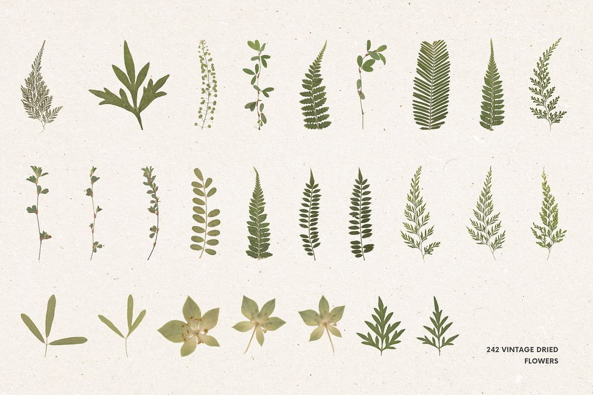 242 Vintage Dried Flowers, an Object Graphic by Ksuview (Photo 10 of 11)