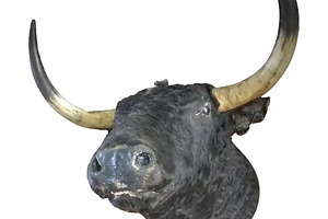 Isolated graphic of a bull head, an Animal Photo by DanFLCreativo