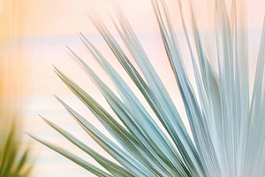 Blurry out-of-focus palm trees with, a Photo by Dvoevnore photos