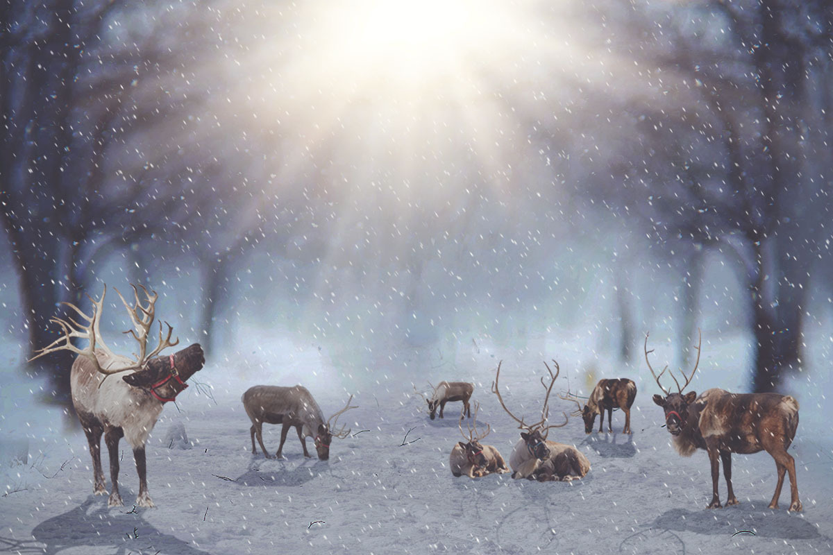 15- Reindeer PNG Overlays - VOL II, an Object Graphic by DareToDream (Photo 4 of 5)