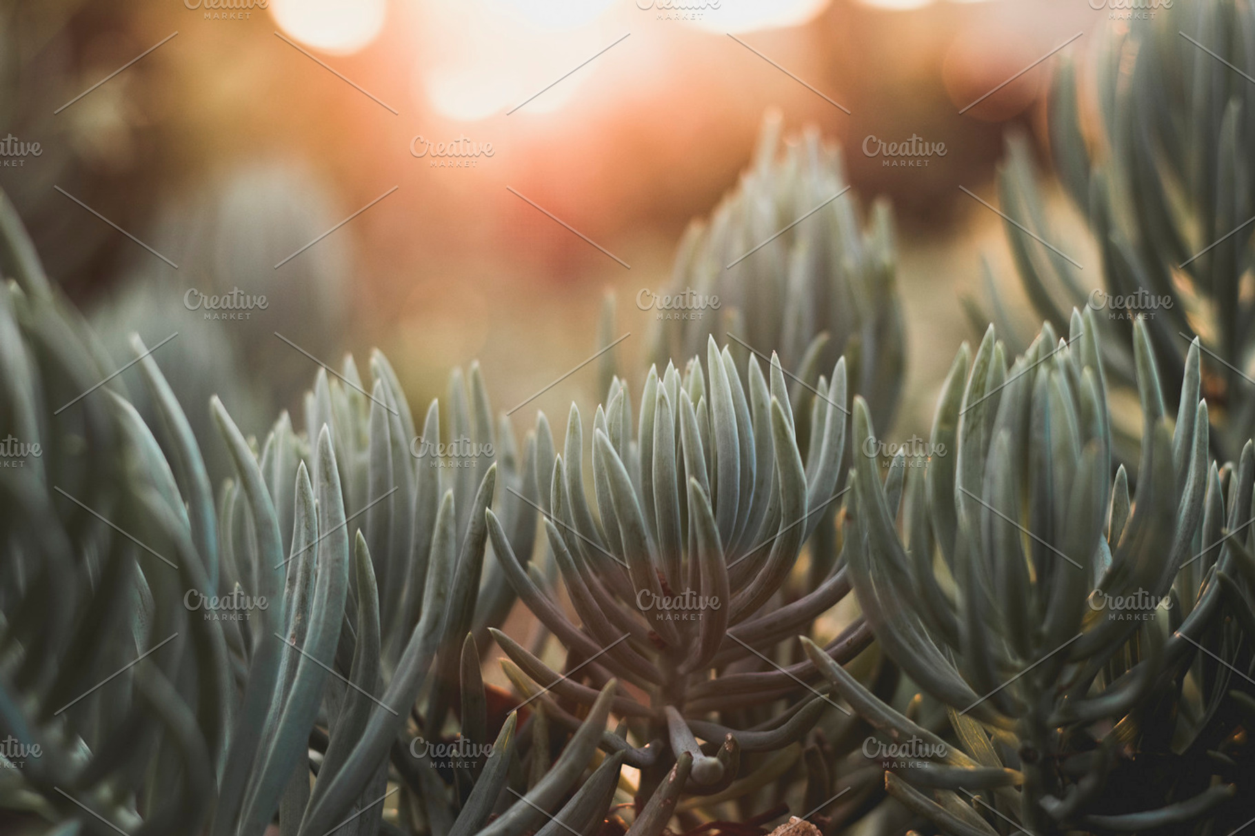 Succulents at sunset, a Nature Photo by René Jordaan Photography