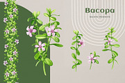 Adaptogenic Medicinal Plant Clipart, a Healthcare Illustration by AnitaPol (Thumbnail 7 of 24)