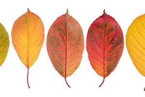 Row of yellow and red cherry tree leaves on isolated background, a Nature Photo by ndanko