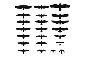 Set of Silhouettes of birds of prey, an Illustration by idimair