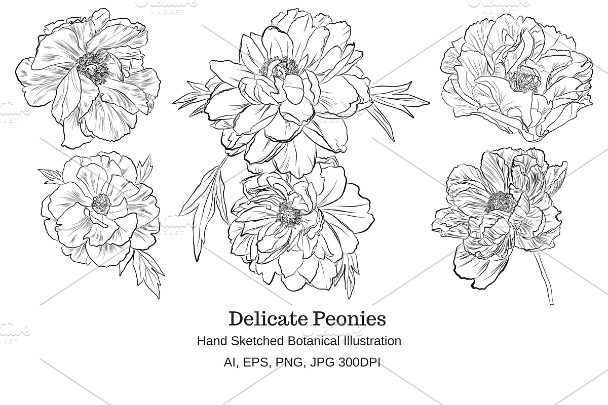 Delicate Peonies, an Object Graphic by VictoriaKStudio (Photo 1 of 6)
