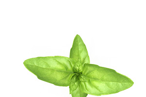 Cinnamon Basil