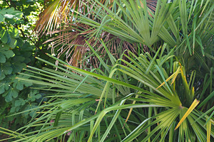 palm tree in sunny garden