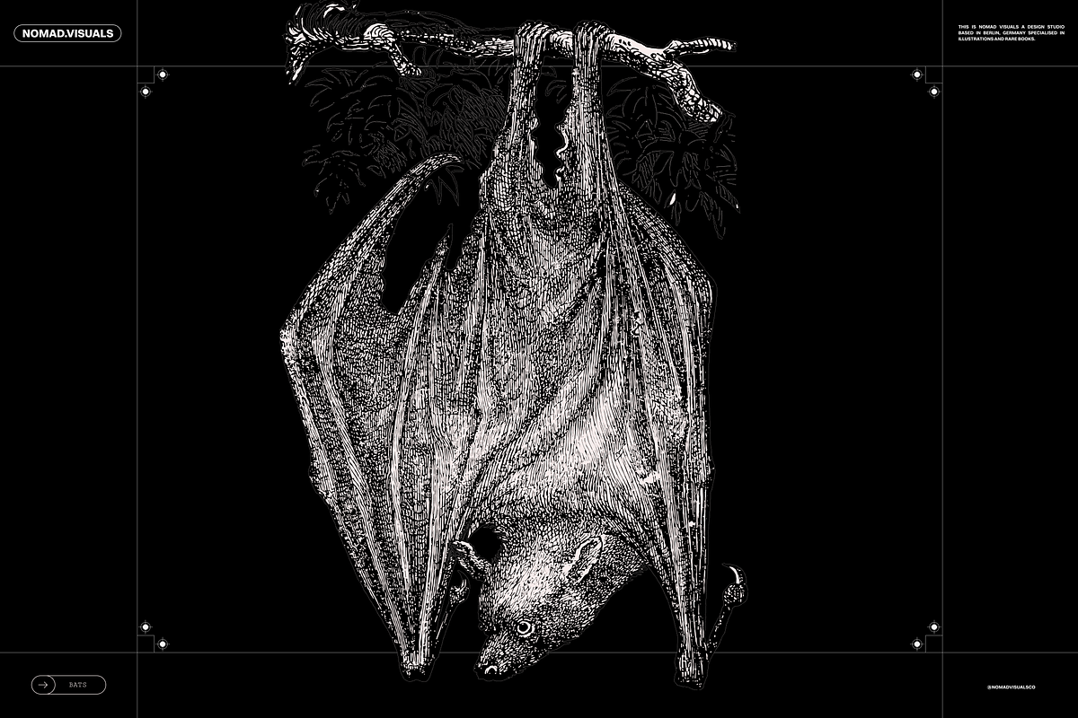 Halloween Special! Bats of the World, an Animal Illustration by Nomad Visuals (Photo 14 of 17)