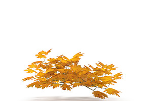 Maple Branch Yellow V2