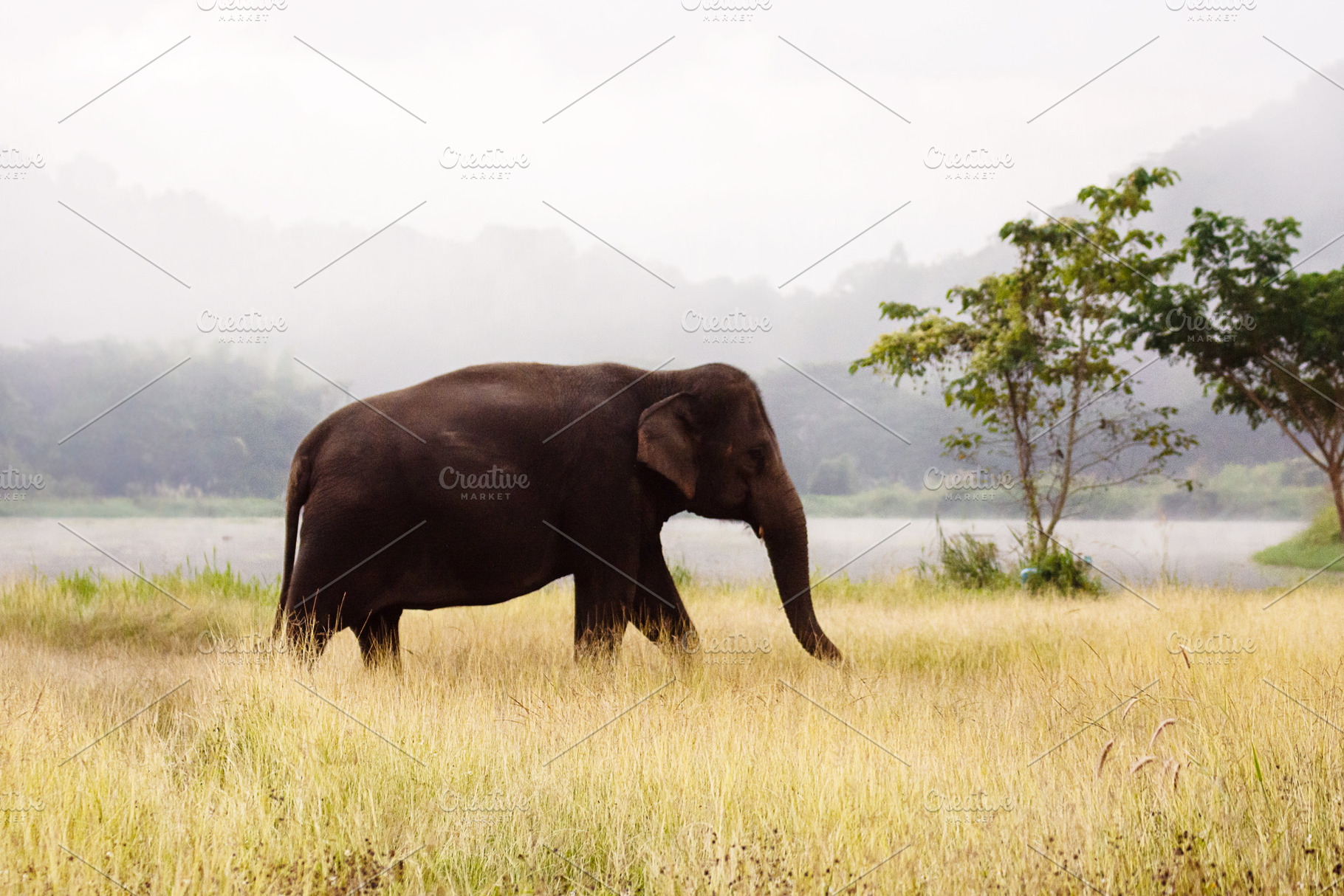 Asian elephant walking on dirt grass, an Animal Photo by rakoptonLPN