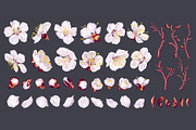 Apricot Branches Big Floral Set, an Illustration by MarynaPetrovska (Thumbnail 3 of 23)