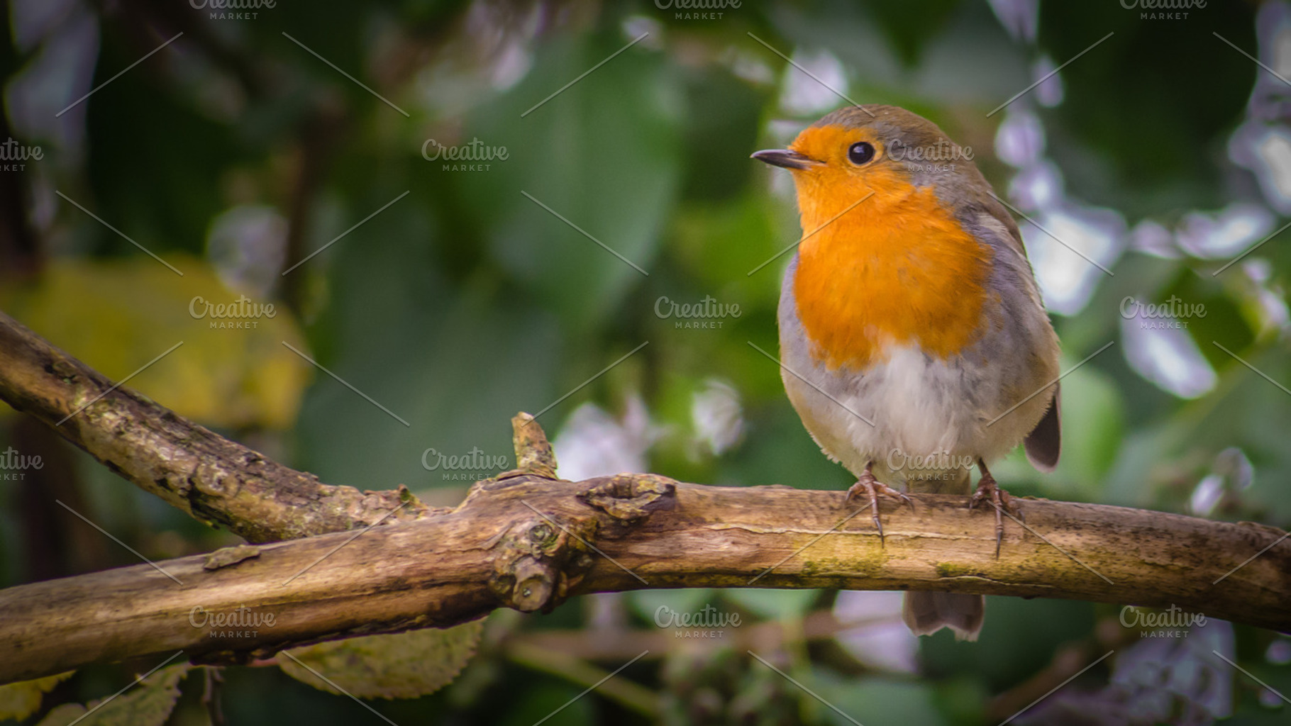 The Robin, an Animal Photo by Shoey Photography
