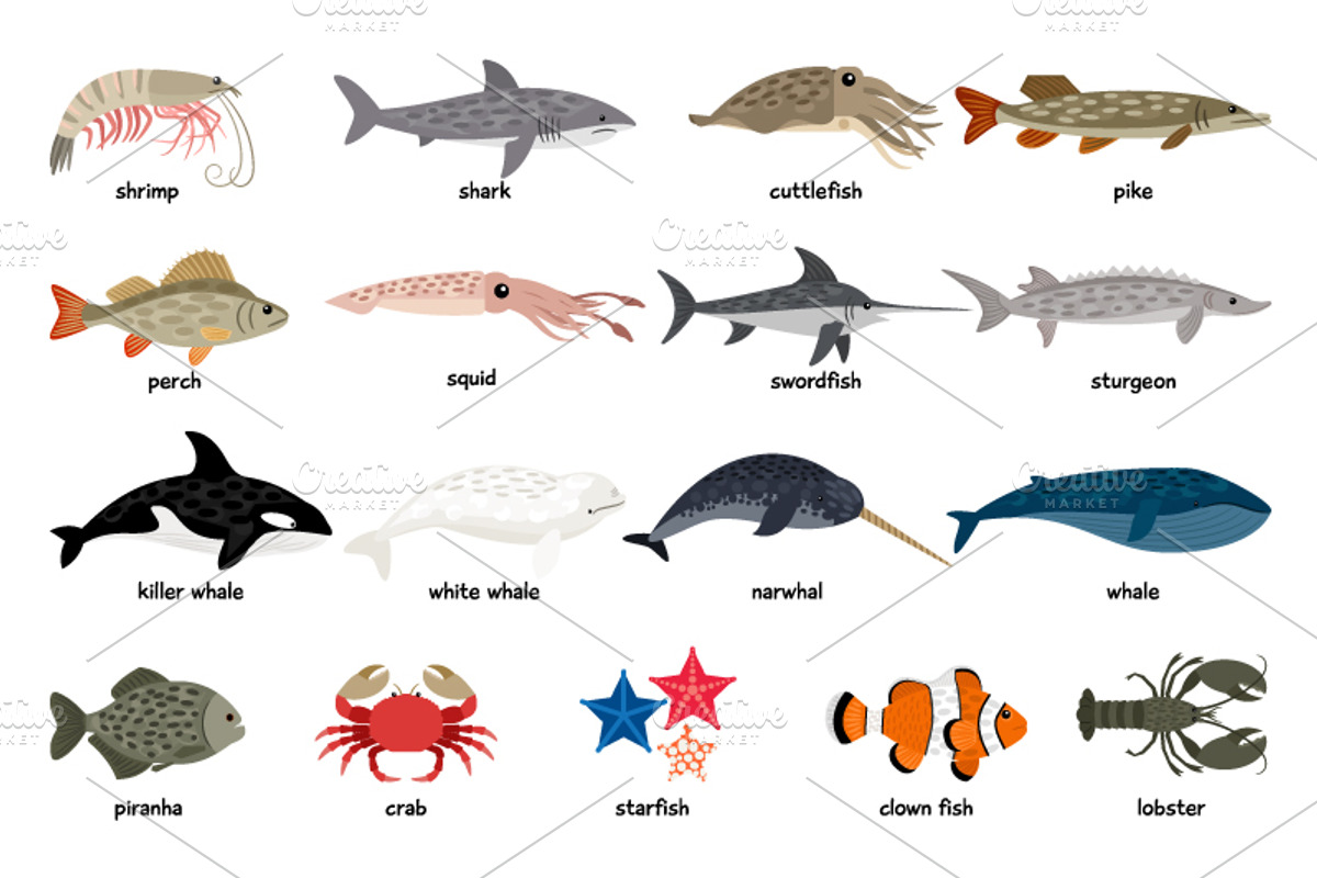 Sea animals set, an Object Graphic by ianakauri (Photo 2 of 4)