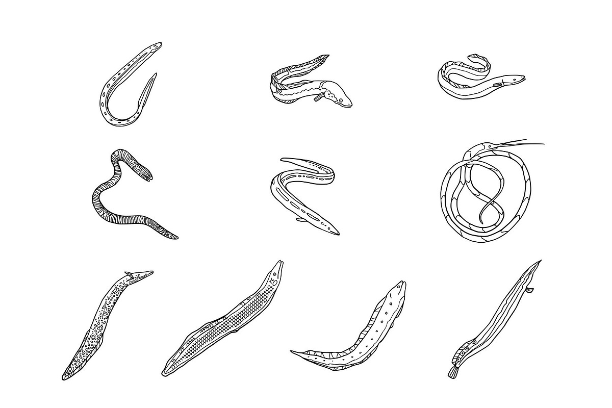 Eel Hand Drawn Illustration Set, an Animal Illustration by SLAB! Design (Photo 3 of 3)