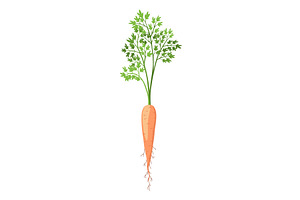 Carrot life cycle element. Carrot, a Food Illustration by the8monkey