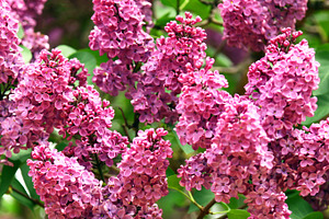 Lilac flowers, a Nature Photo by BOOCYS