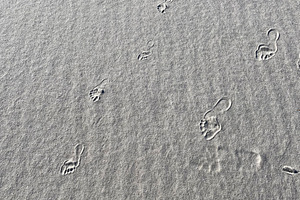Footprints trail across a sandy Florida Pensacola beach, showing calm wind patt, a Nature Photo by AS photostudio