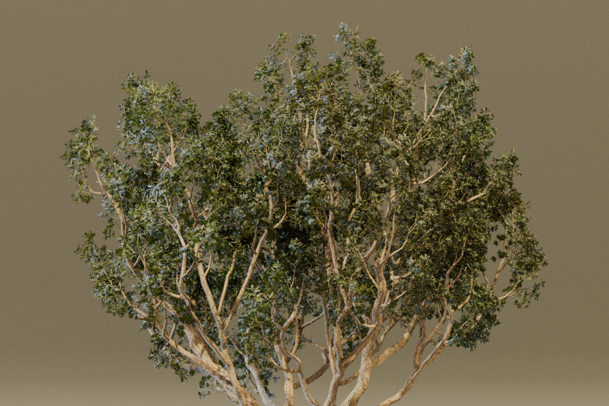The Black Board Tree, a Plants & Tree 3D Model by FuturePastCreatives (Photo 4 of 6)