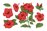 Hand drawn hibiscus flowers set, a Decorative Illustration by Good Studio (Thumbnail 2 of 3)