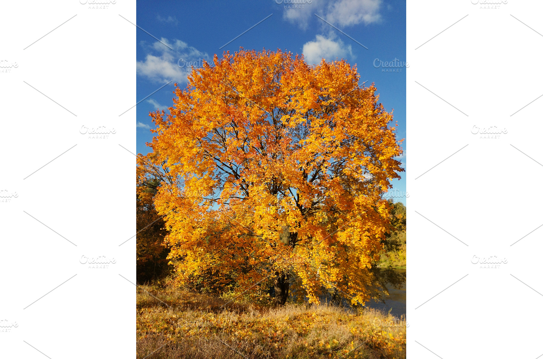 An autumn maple tree with golden, a Nature Photo by Tati_Kli