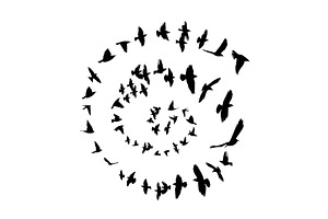 black birds flying in a circle in a, an Animal Illustration by Nenahliadava Design