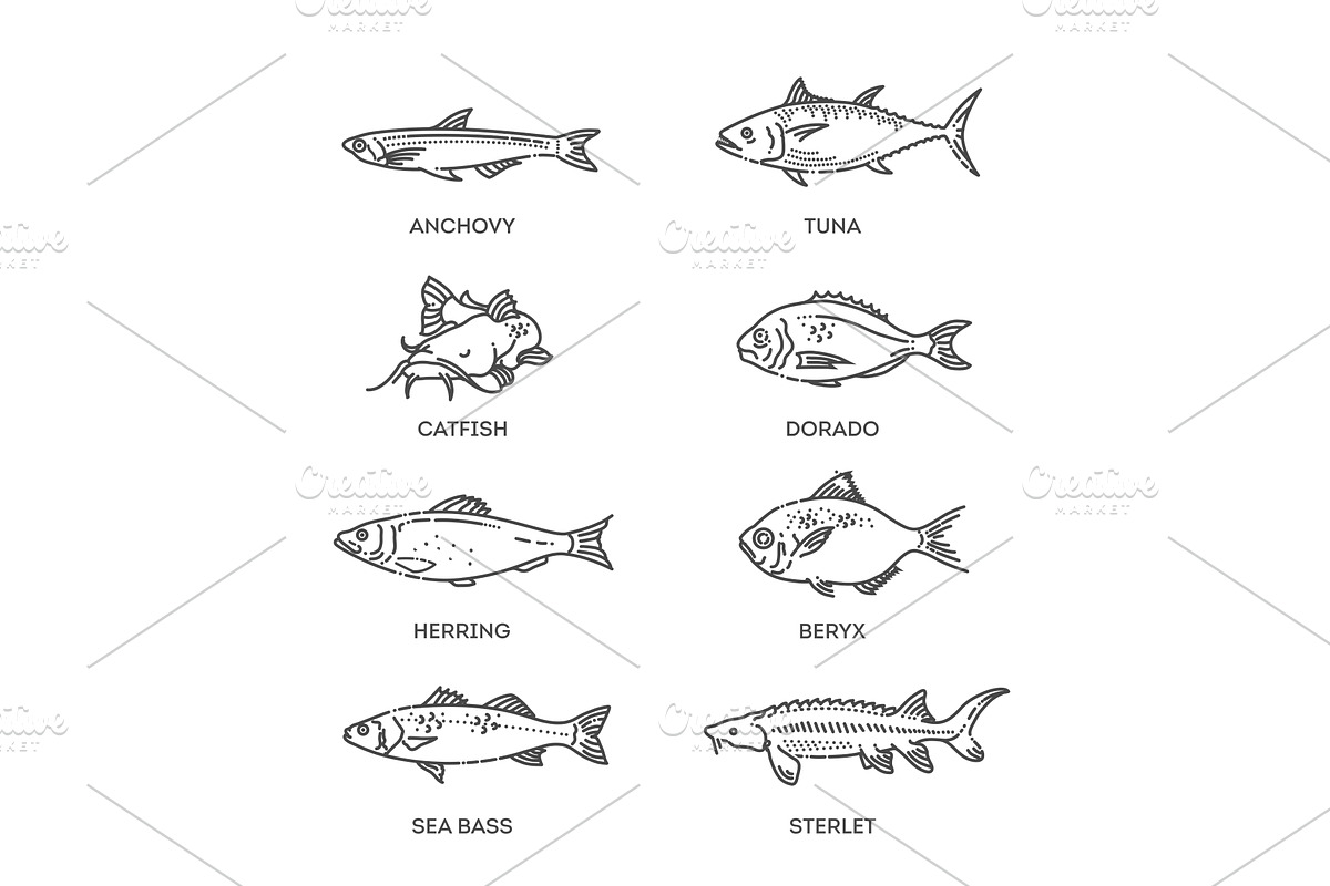 Set of vector outline fish icons, an Animal Illustration by Tettygreen