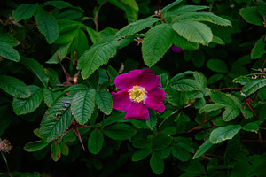 Bright magenta flower amongst green leaves in Reykjavik, Iceland garden, a Photo by AS photostudio