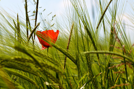 Meadow Featuring Flower Green And Grass preview 5