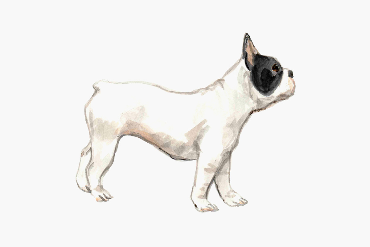 Black and White French Bulldogs, an Animal Illustration by Carol Cooper Studios (Photo 3 of 5)